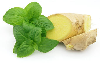 Ginger and mint in the composition of the medium