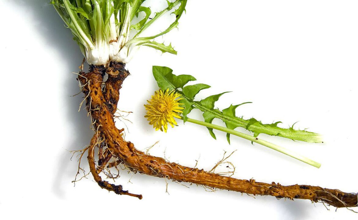 Dandelion root used to treat cervical osteochondrosis